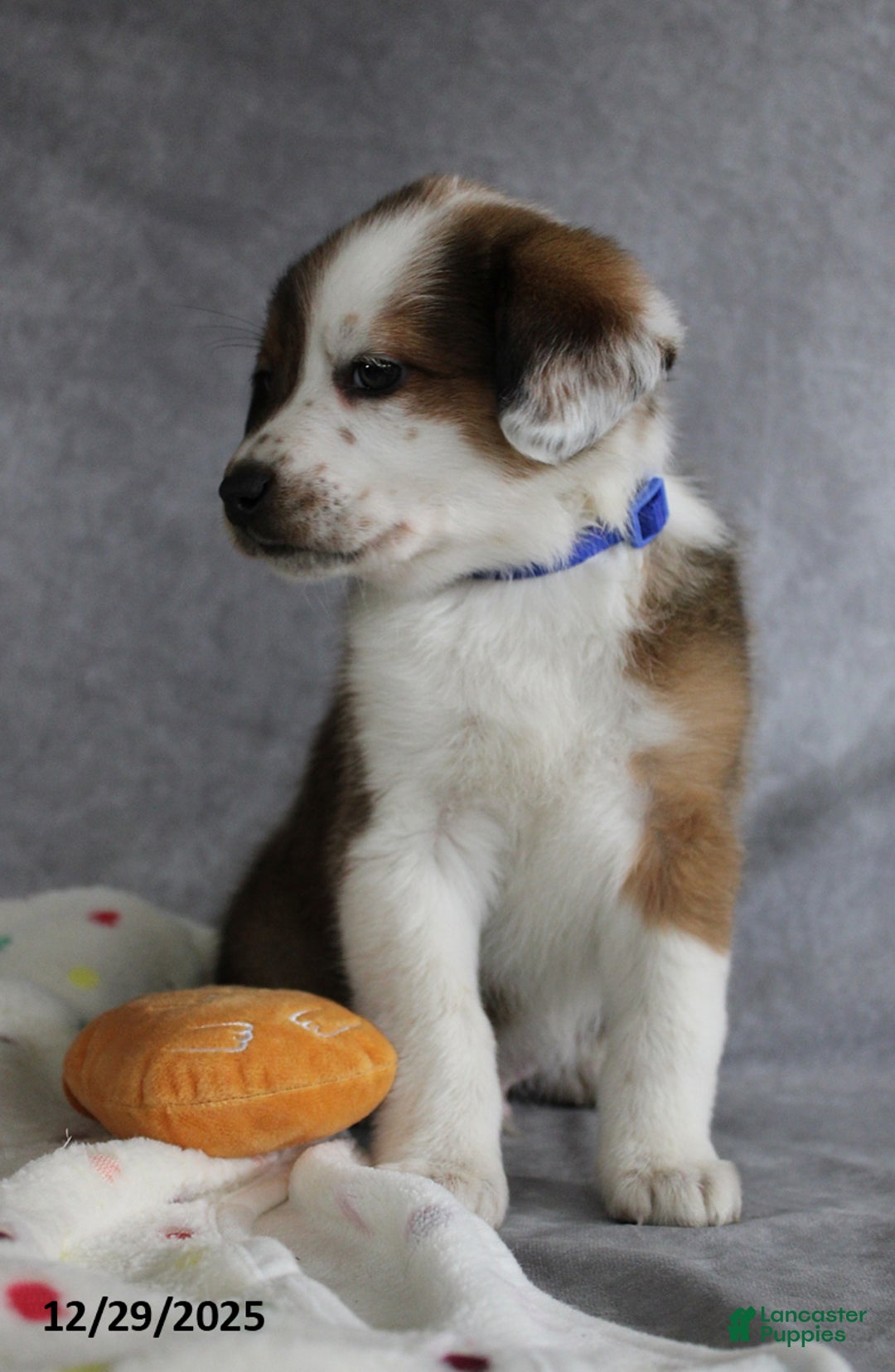 Mixed Breed dogs for sale: Alex - Ad 4