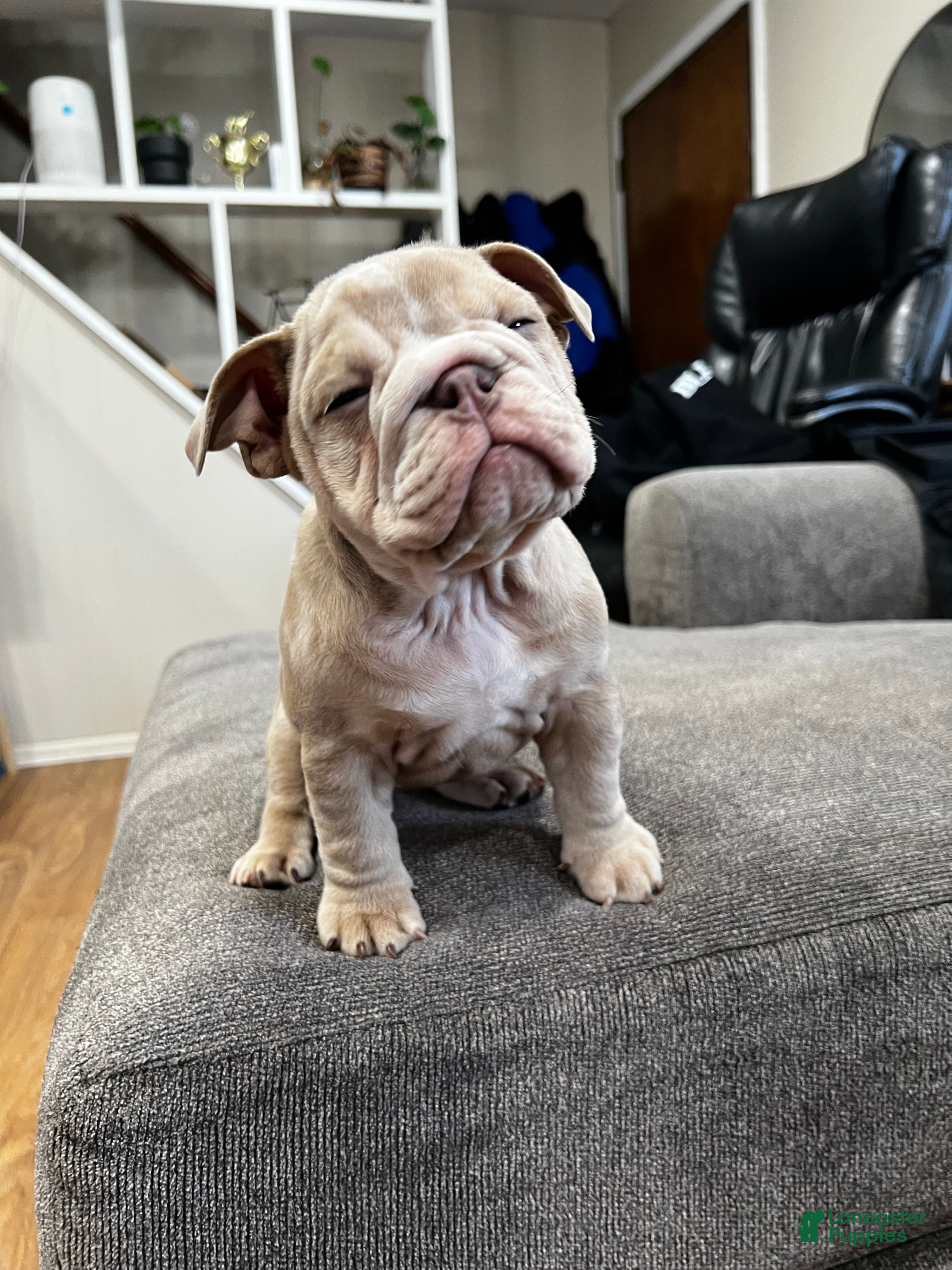 English Bulldog dogs Sunshine  - Ad 3