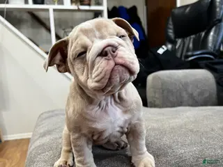 English Bulldog dogs Sunshine - Ad 3