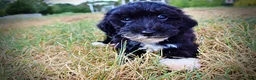 Havapoo dogs for sale: Kudos - Ad 9
