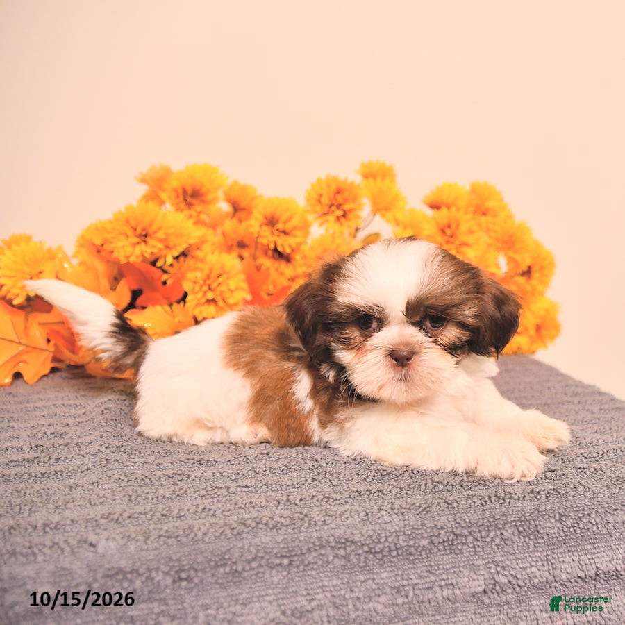 Shih Tzu dogs Linette - Ad 2