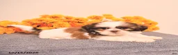 Shih Tzu dogs for sale: Linette - Ad 2