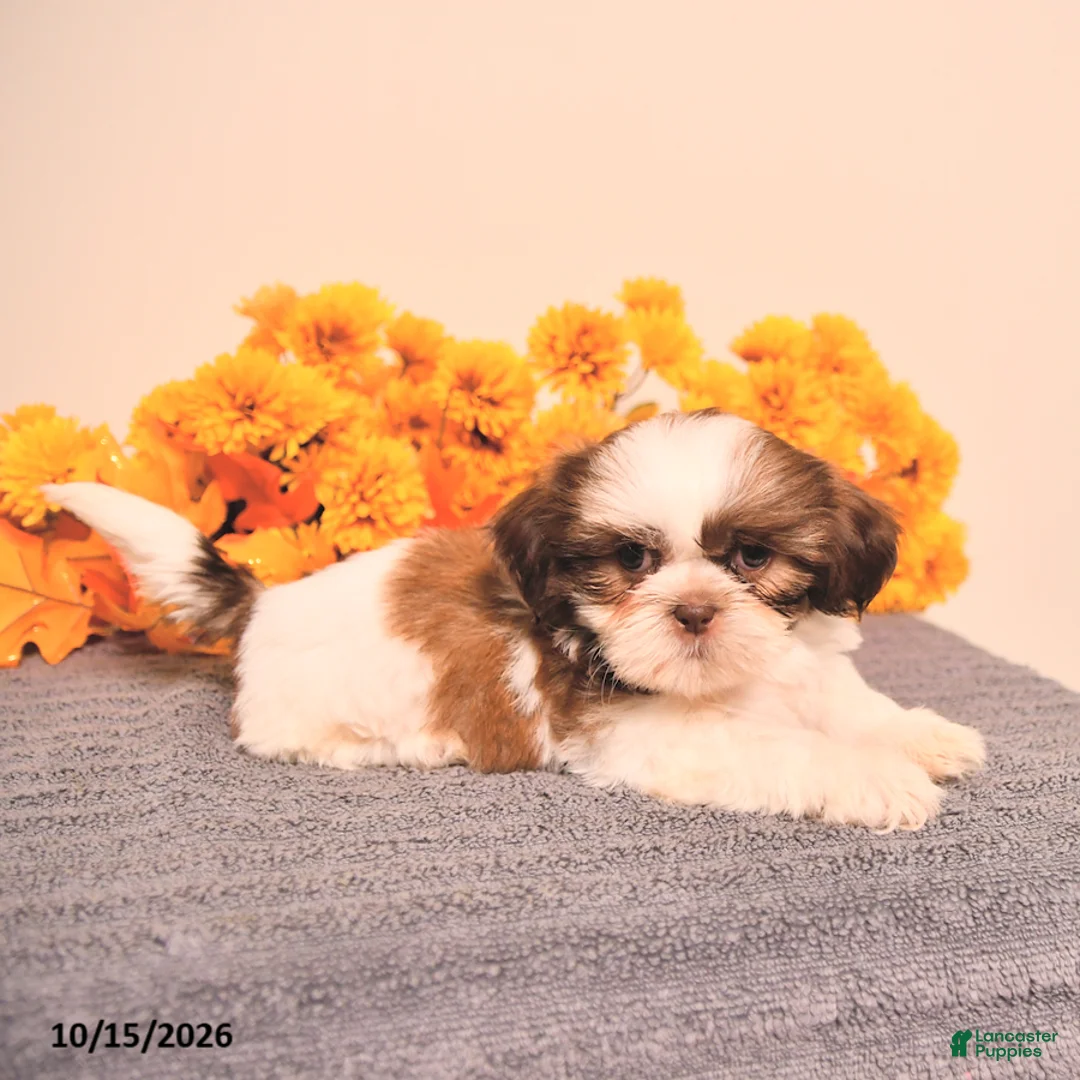 Shih Tzu dogs for sale: Linette - Ad 2
