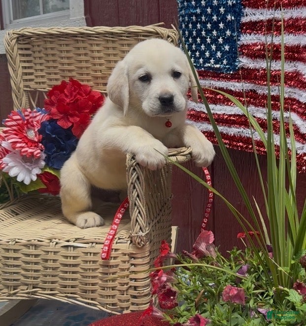 Labrador Retriever dogs for sale: Labrador Retriever Puppy 4 - Ad 4