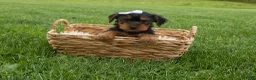 Yorkshire Terrier dogs for sale:  Bowie 🐶✨ - Ad 17