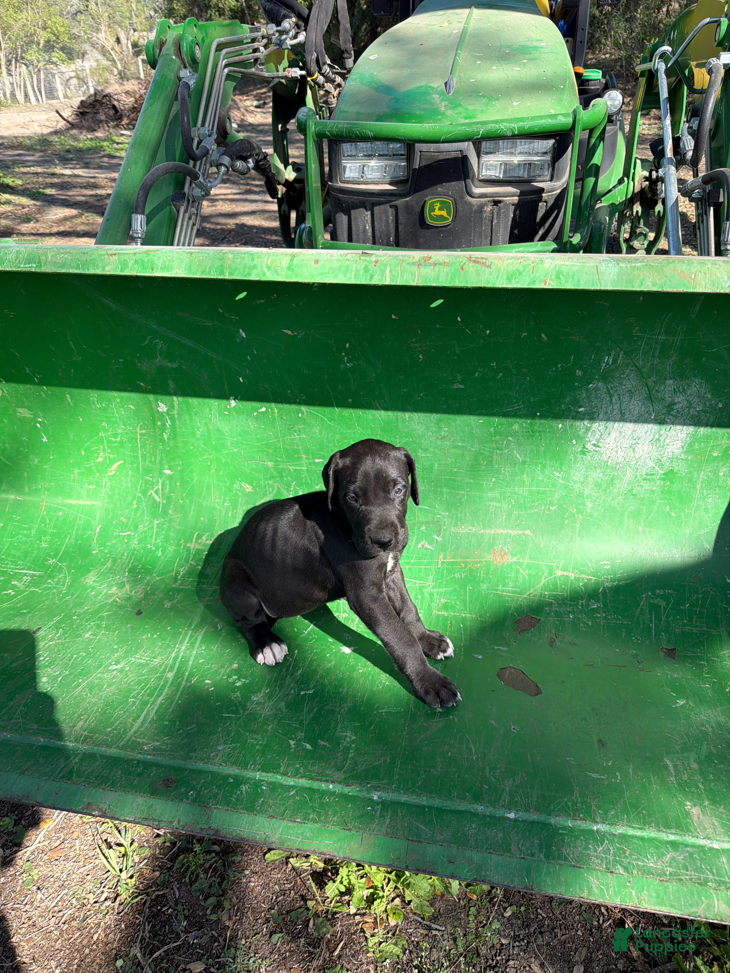 Great Dane dogs Tator - Ad 16