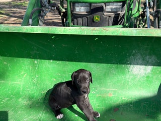 Great Dane dogs Tator - Ad 16