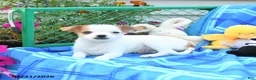 Mixed Breed dogs for sale: Twilight - Ad 5
