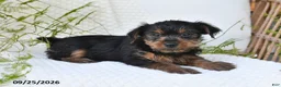 Yorkshire Terrier dogs for sale: Nova - Ad 4