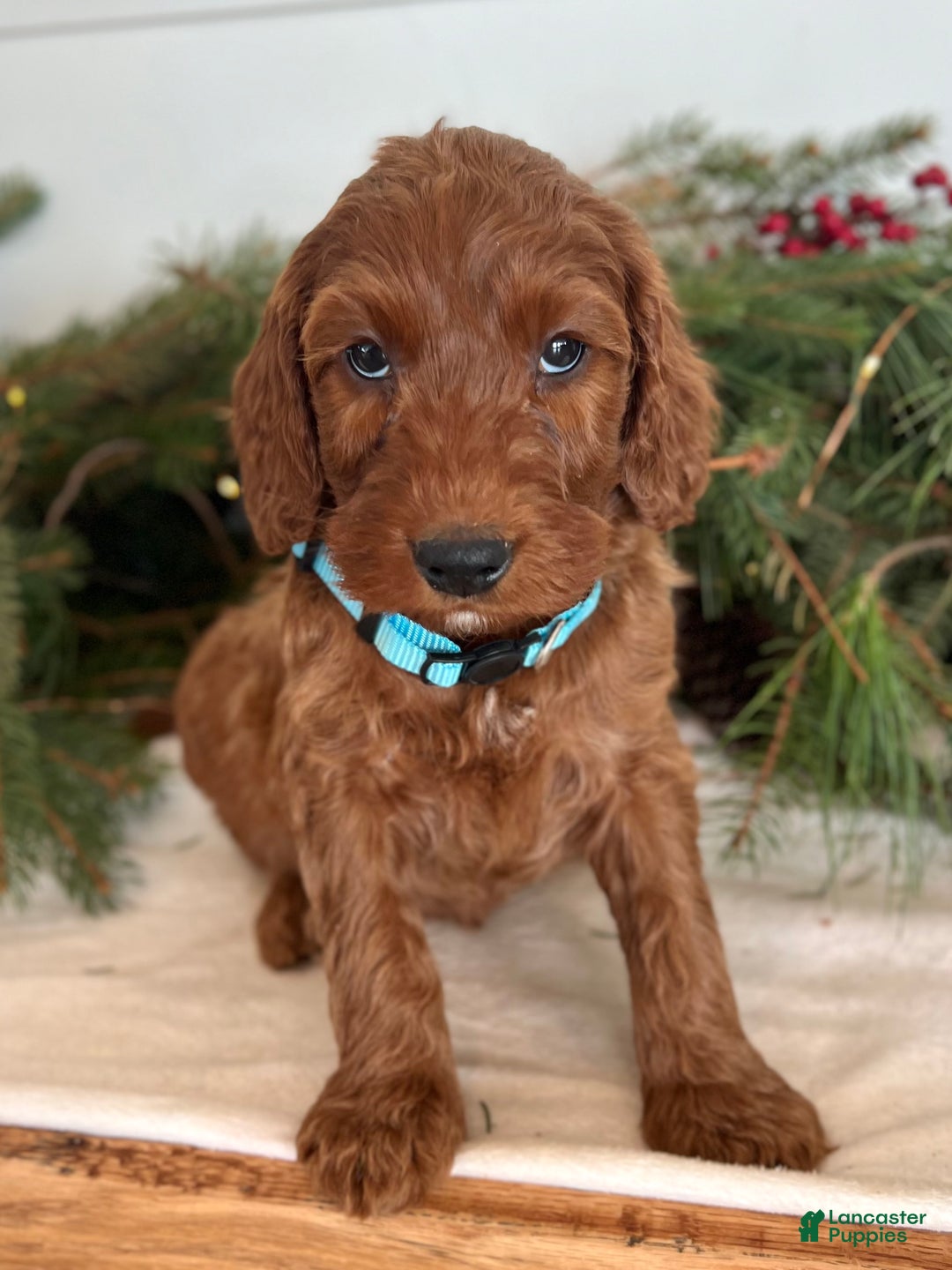 Irish Doodle dogs for sale: Garrett - Ad 7