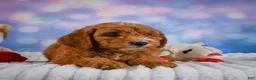 Mini Goldendoodle dogs for sale: Aspen - Ad 6