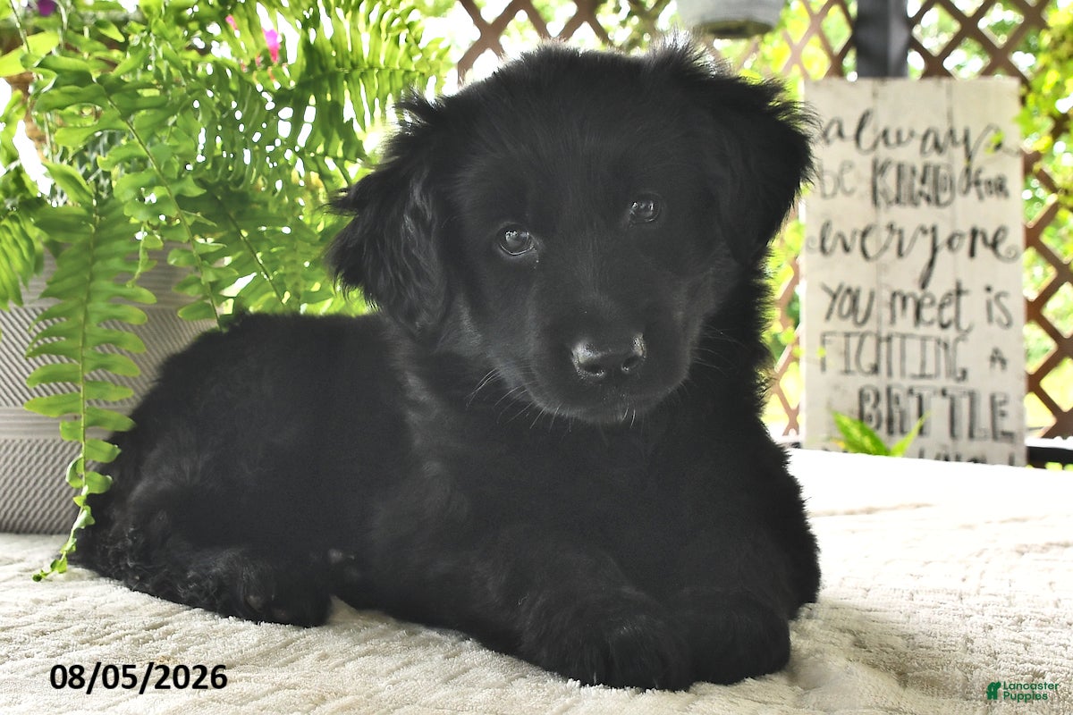 Golden Shepherd dogs Lady  - Ad 1