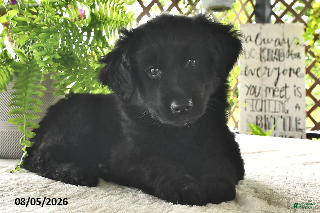 Golden Shepherd dogs for sale: Lady  - Ad 1