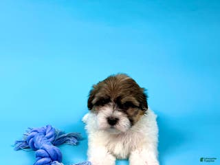 Havanese dogs VICTOR - Ad 24