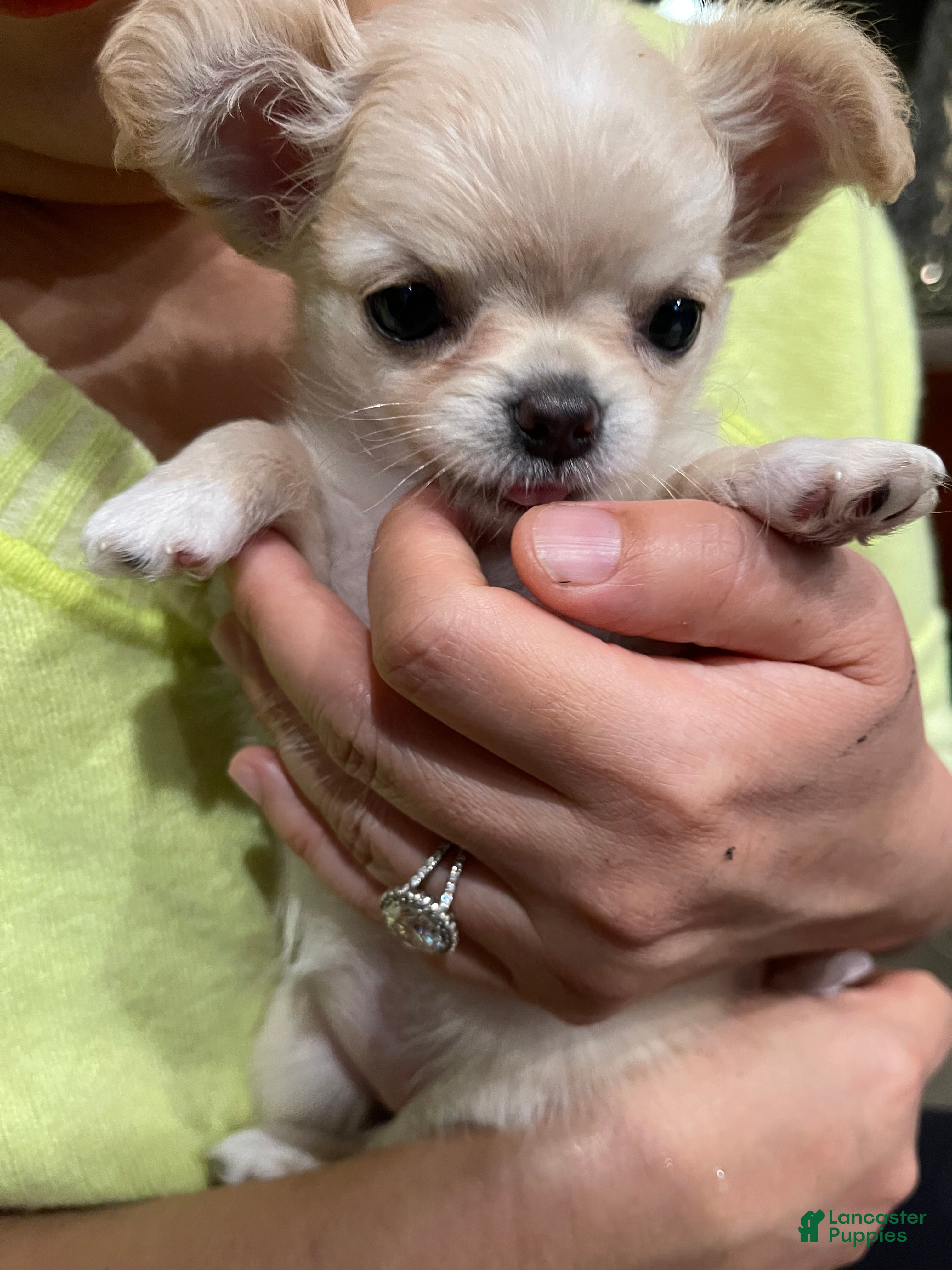 Chihuahua dogs for sale: Sing Sing - Ad 2