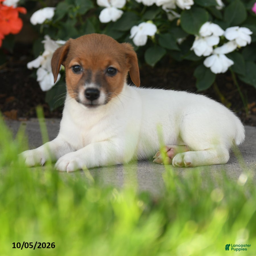 Jack Russell Terrier dogs Dazzle  - Ad 2