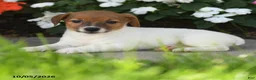 Jack Russell Terrier dogs for sale: Dazzle  - Ad 2