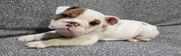 English Bulldog dogs for sale: Allen - Ad 1