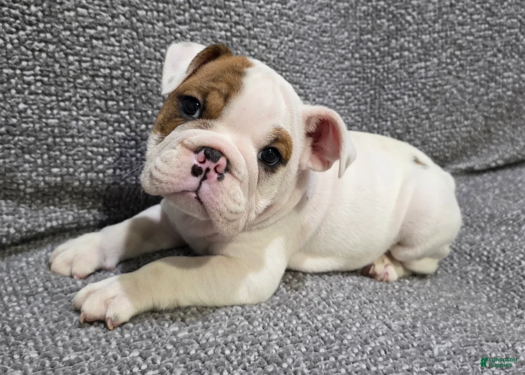 English Bulldog dogs for sale: Allen - Ad 1