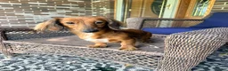 Miniature Dachshund dogs for sale: Maisy - Ad 6