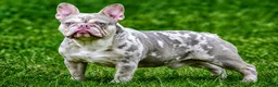 French Bulldog dogs for sale: Duke - Ad 11