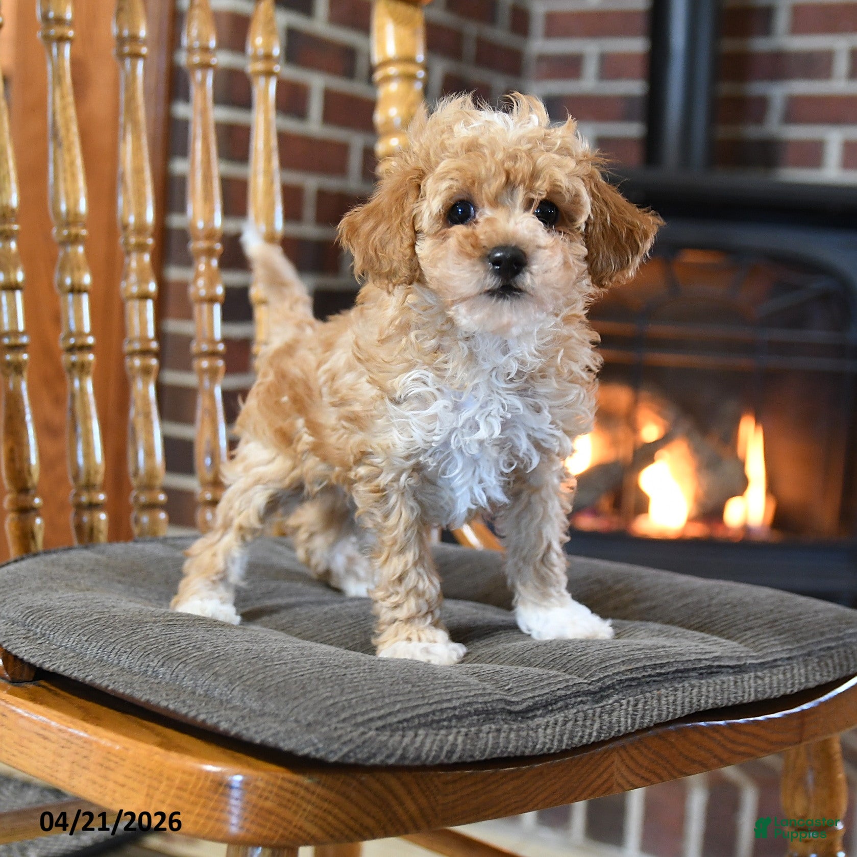 Toy Poodle dogs Bosko - Ad 1