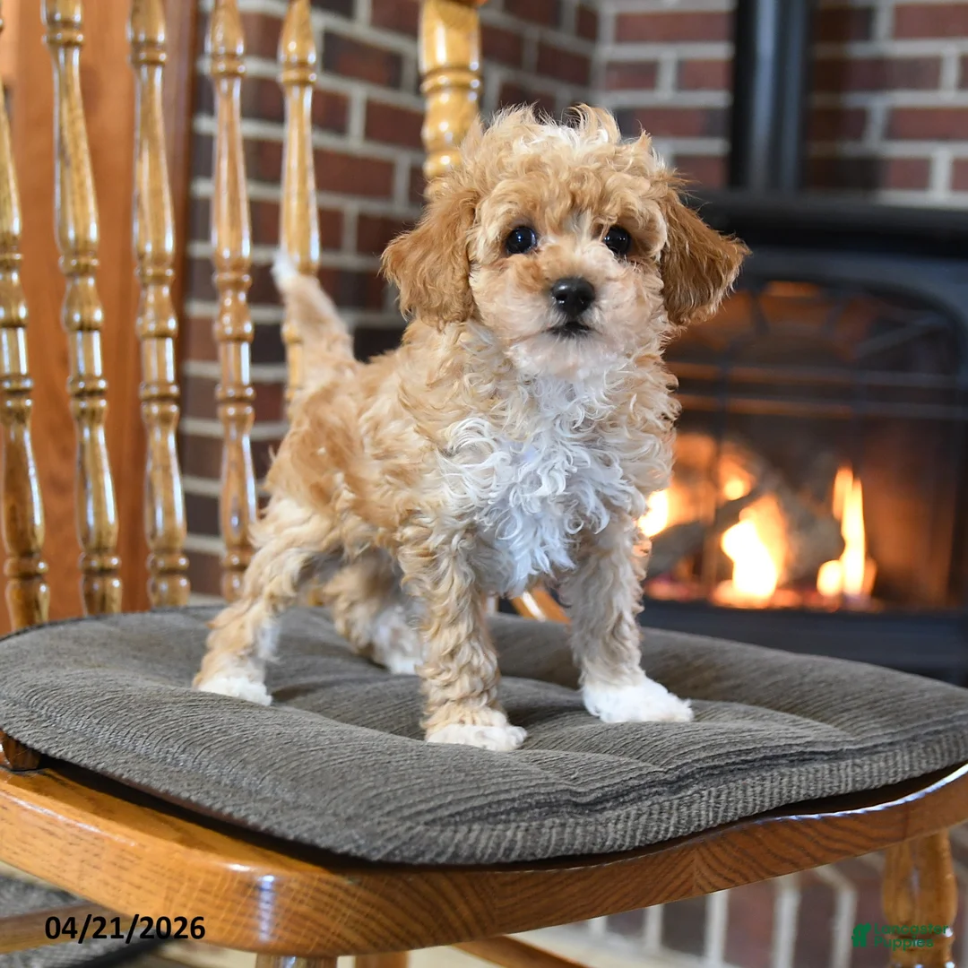 Toy Poodle dogs for sale: Bosko - Ad 1