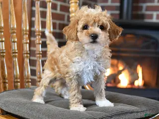 Toy Poodle dogs for sale: Bosko - Ad 1
