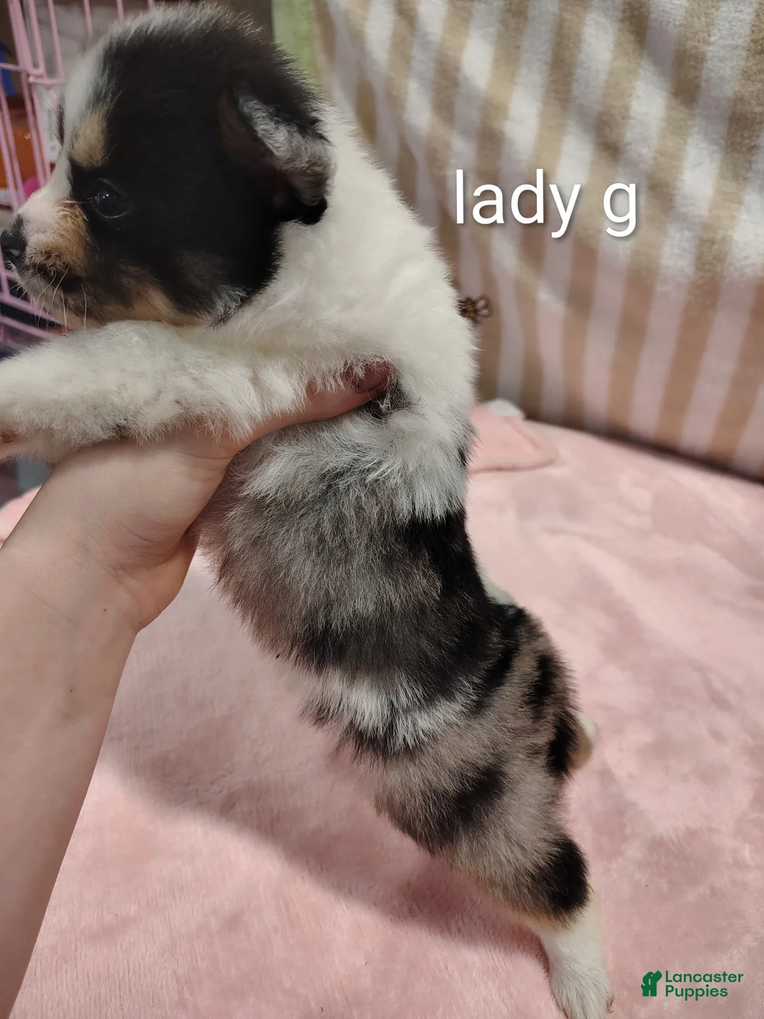 Pomeranian dogs for sale: Lady - Ad 2