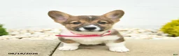 Welsh Corgi Pembroke dogs for sale: Beauty  - Ad 3