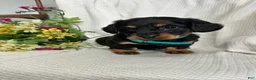 Miniature Dachshund dogs for sale: Abby - Ad 3