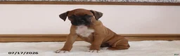 Boxer dogs for sale: Brooke - Ad 2