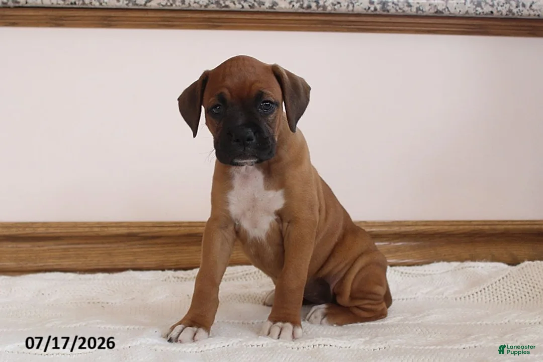 Boxer dogs for sale: Brooke - Ad 2
