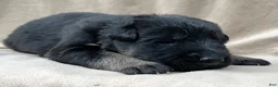 German Shepherd dogs for sale: Lucy - Ad 11