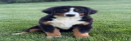 Bernese Mountain Dog dogs for sale: Ollie  - Ad 3