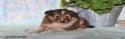 Shetland Sheepdog dogs for sale: Mickey - Ad 3
