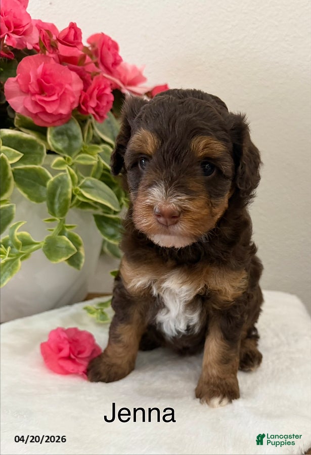 Mini Aussiedoodle dogs Jenna - Ad 39