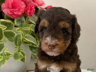 Mini Aussiedoodle dogs Jenna - Ad 39