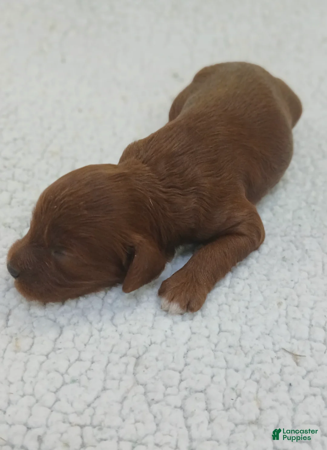 Cavapoo dogs for sale: BJ's Unicorn - Ad 1