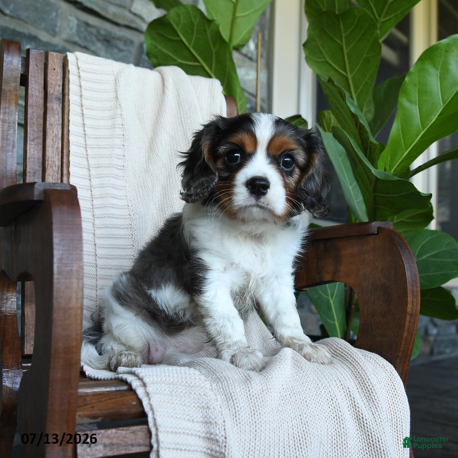 Cavalier King Charles Spaniel dogs Kentucky - Ad 1