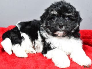 Bichpoo dogs finn - Ad 30