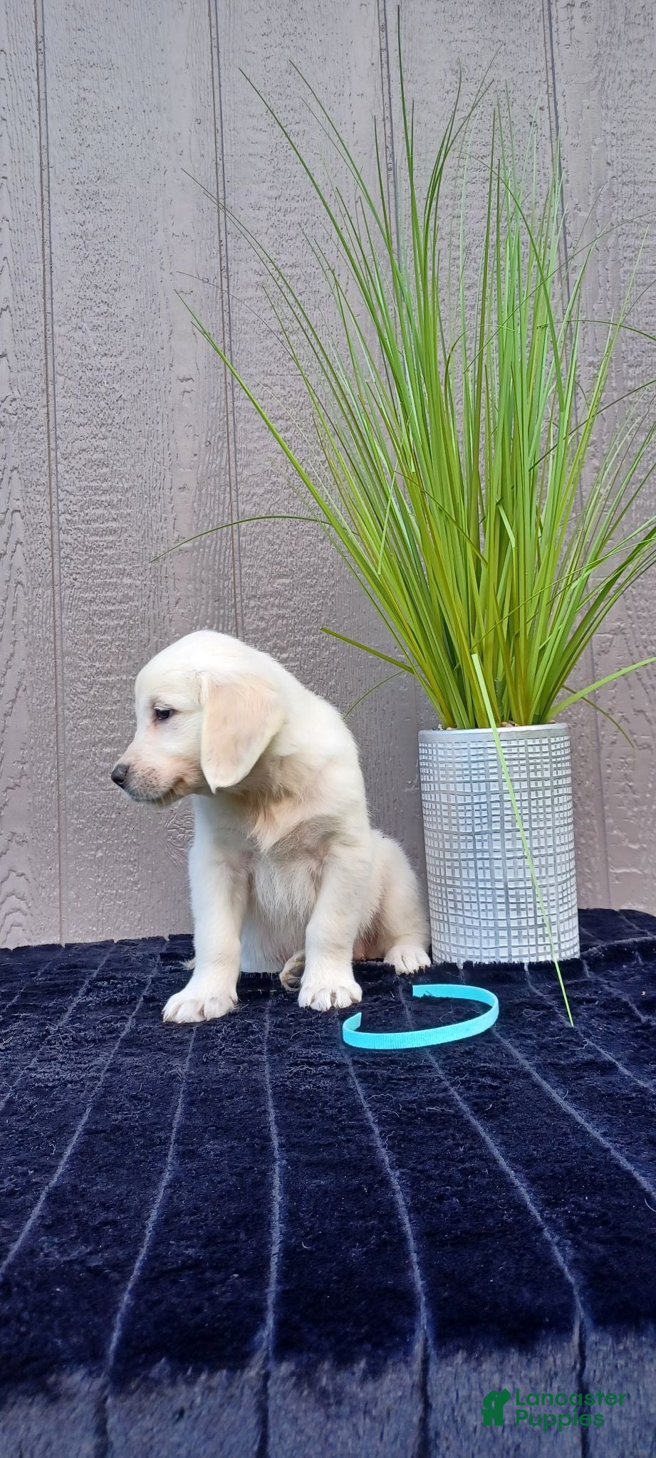 Golden Retriever dogs Ana - Ad 2