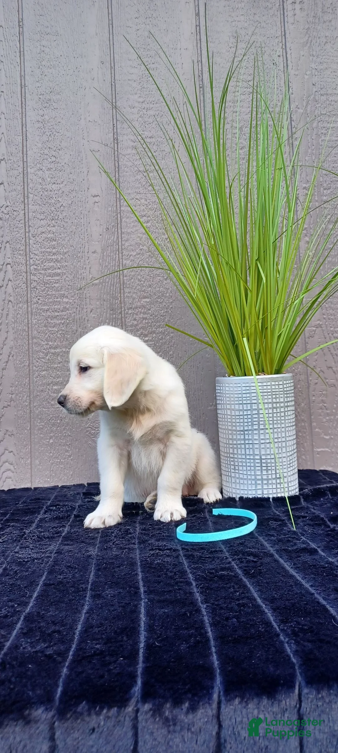 Golden Retriever dogs for sale: Ana - Ad 2
