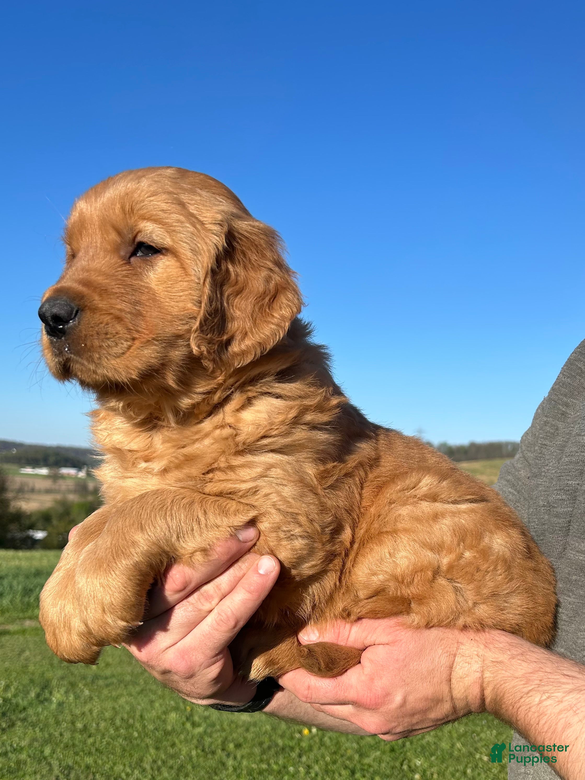 Golden Retriever dogs Buddy - Ad 1