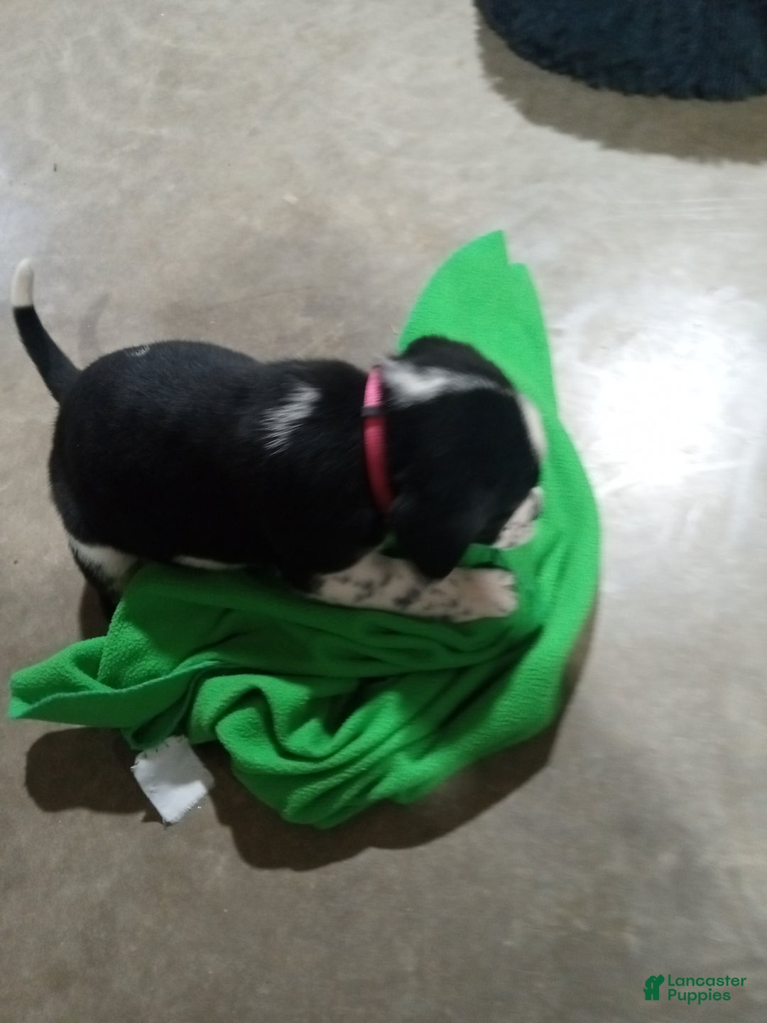 Mixed Breed dogs for sale: Belle - Ad 9