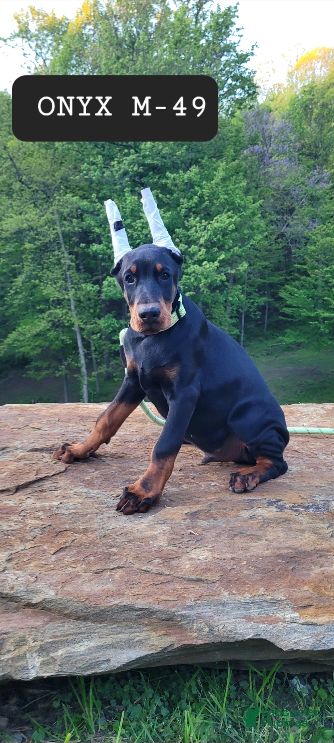 Doberman Pinscher dogs ONYX - Ad 39