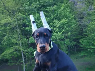 Doberman Pinscher dogs ONYX - Ad 20