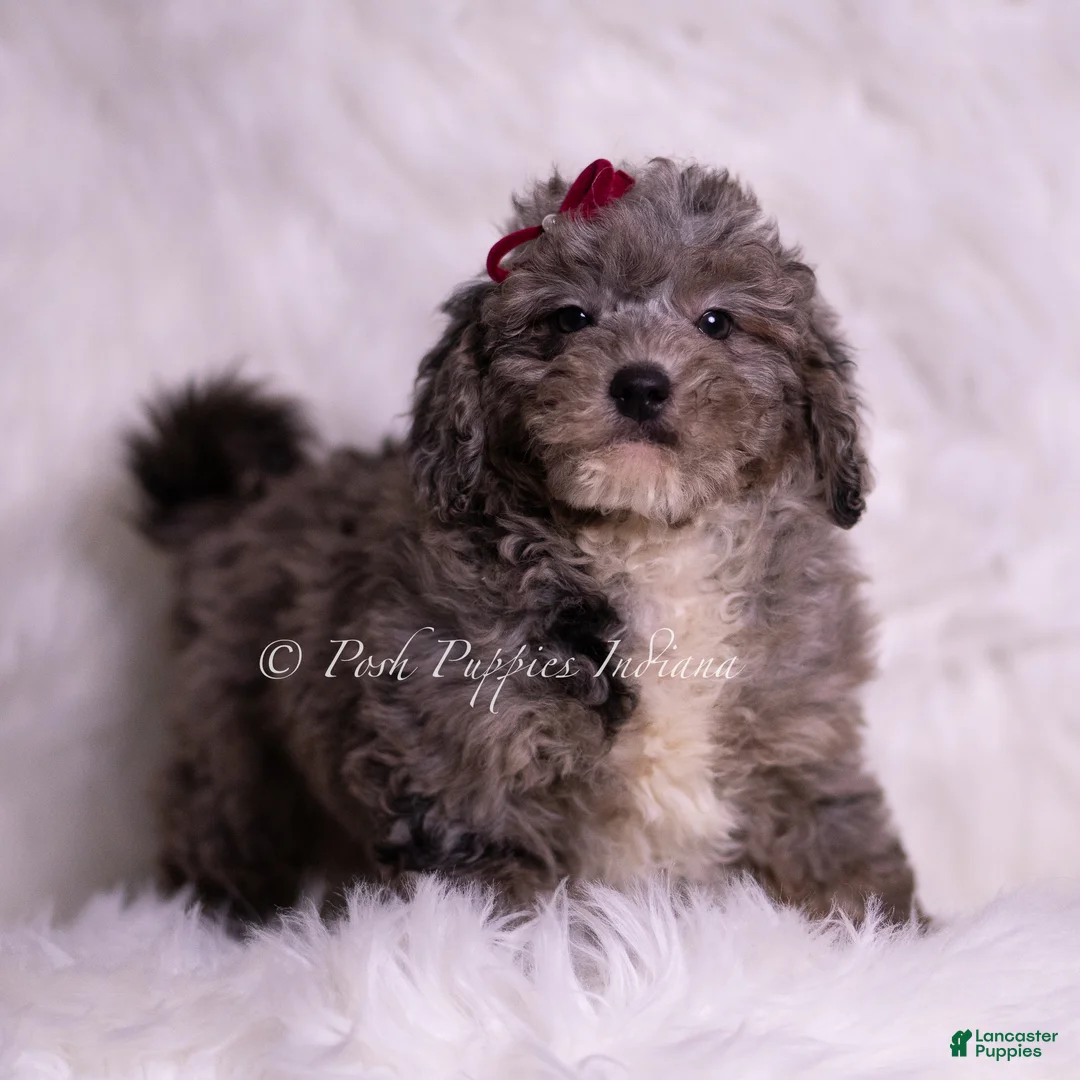 Mini Goldendoodle dogs for sale: Ventura - Ad 4