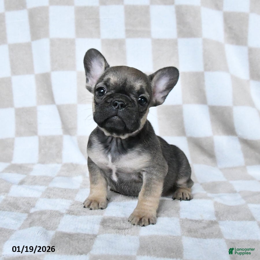 French Bulldog dogs Hannah - Ad 15