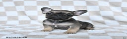 French Bulldog dogs for sale: Hannah - Ad 1